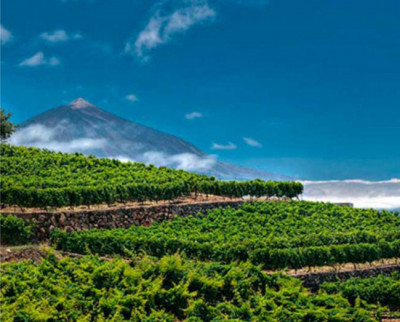I Vini di Tenerife
