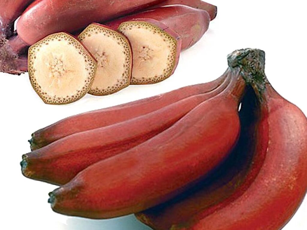 Banane rosse a Tenerife