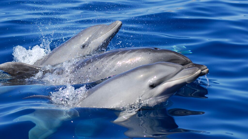  delfini e balene a Tenerife