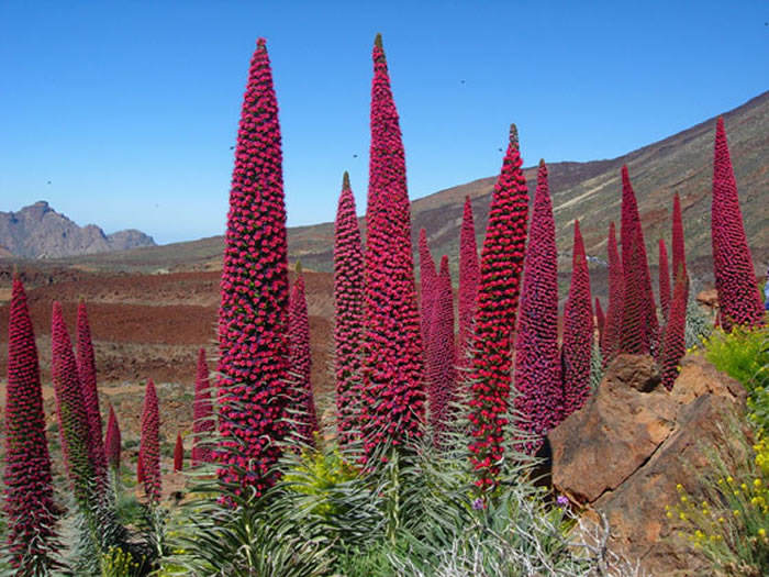 La Flora a Tenerife